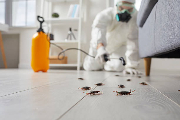 Post-Treatment Bed Bug Interceptor Monitoring in Northlake
